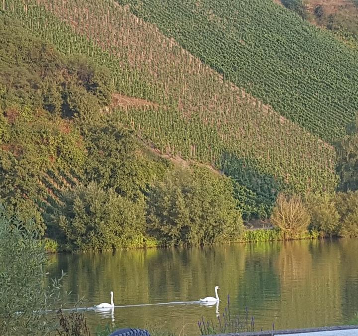 Gasthof Moselloreley